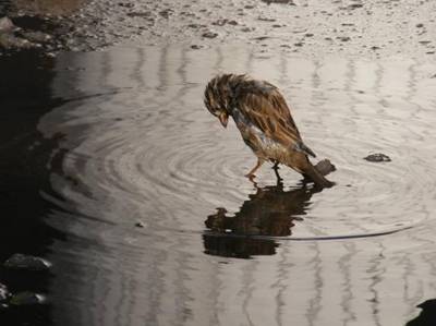 https://pravlife.org/sites/default/files/styles/article_575/public/field/image/2019.08.27/bird-couple-cute-cold-lonely-water-favim.com-88674.jpg?itok=5hzRVTgZ